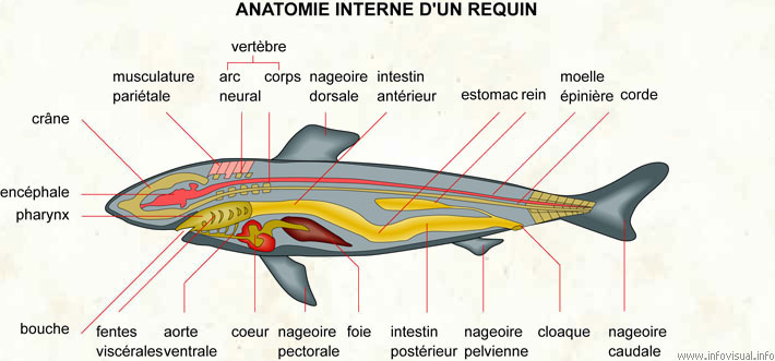 Anatomie interne d'un requin
